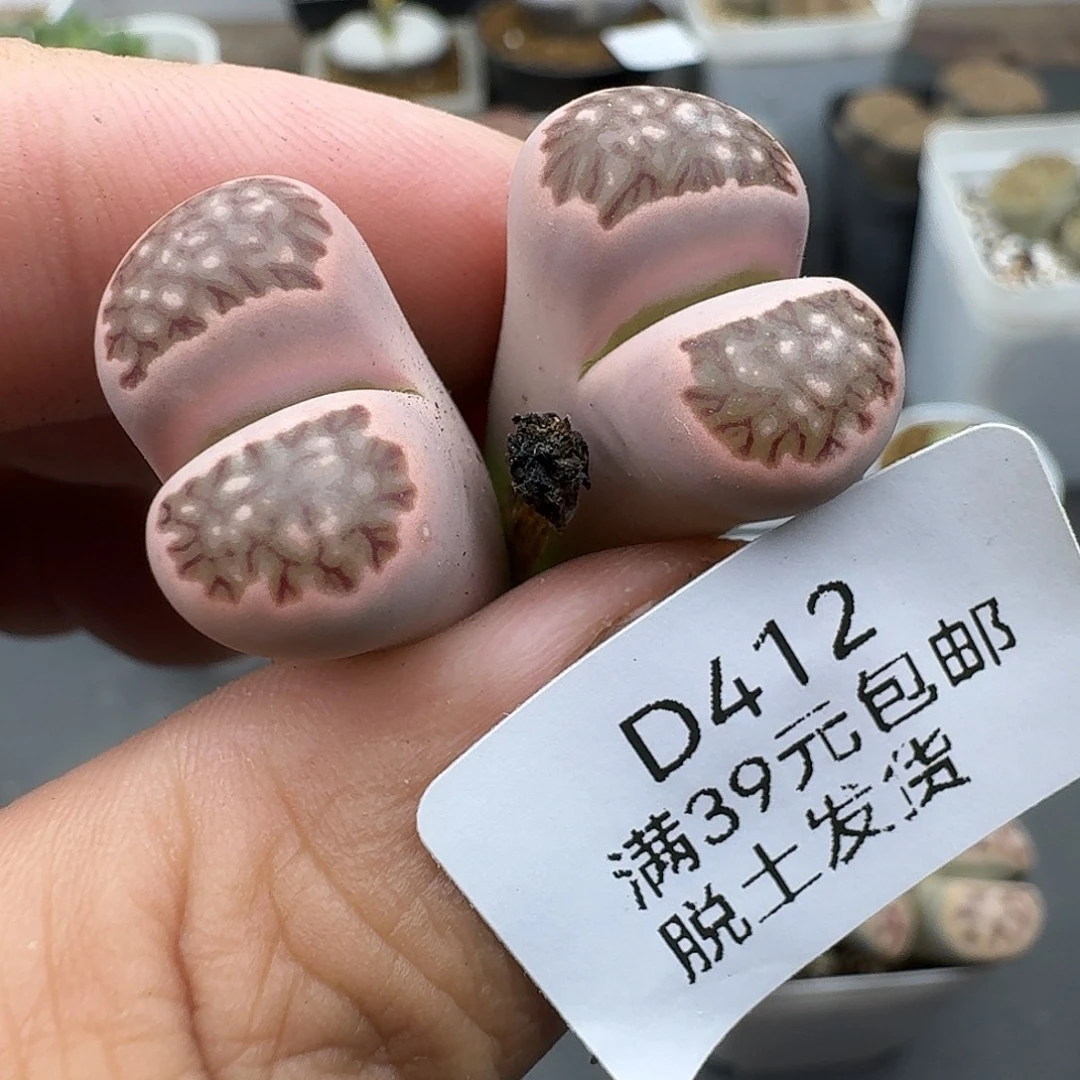 412多肉哈哈哈哈哈哈哈