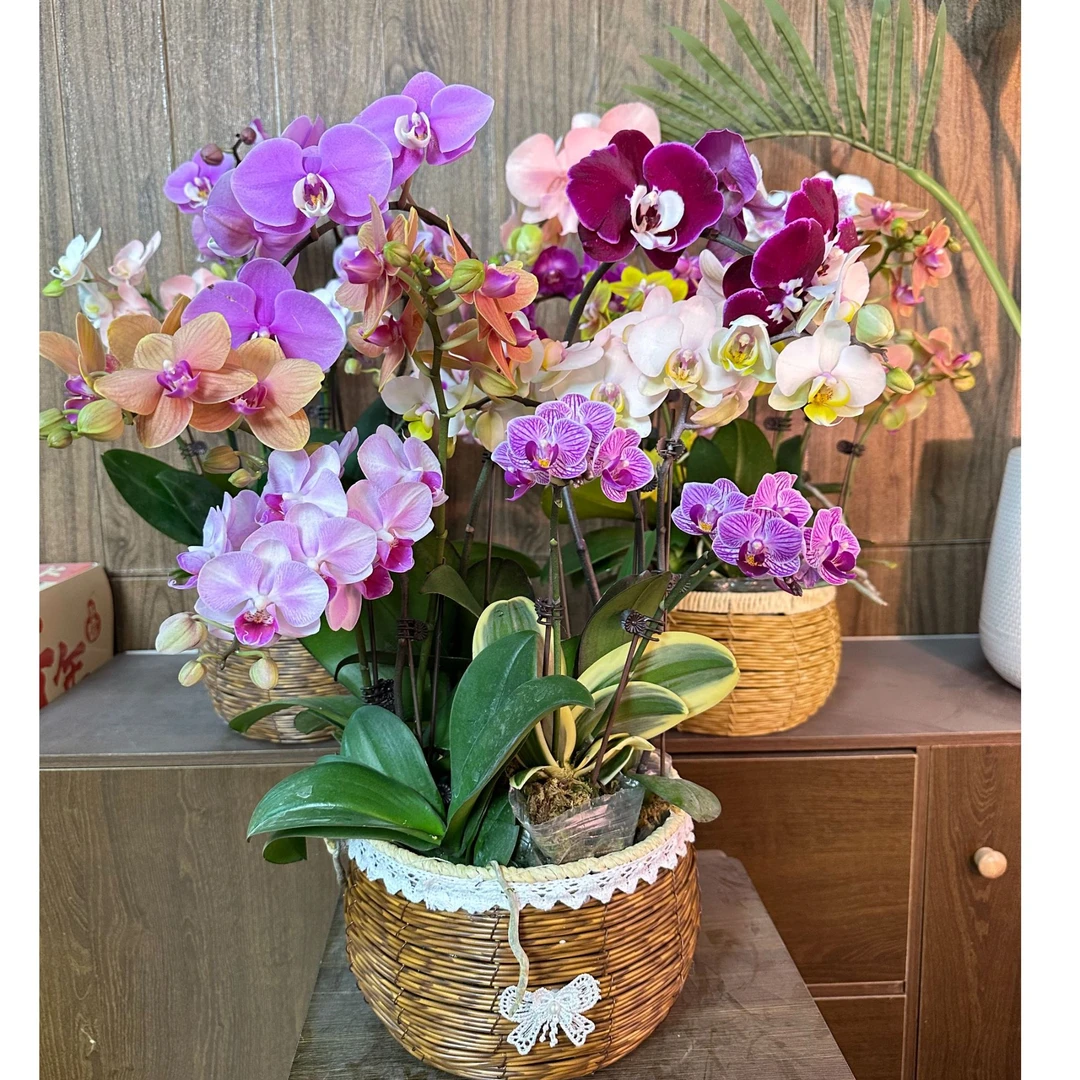 花无缺 一物一拍 工艺组盆 精品蝴蝶兰 室内精品观赏 真花