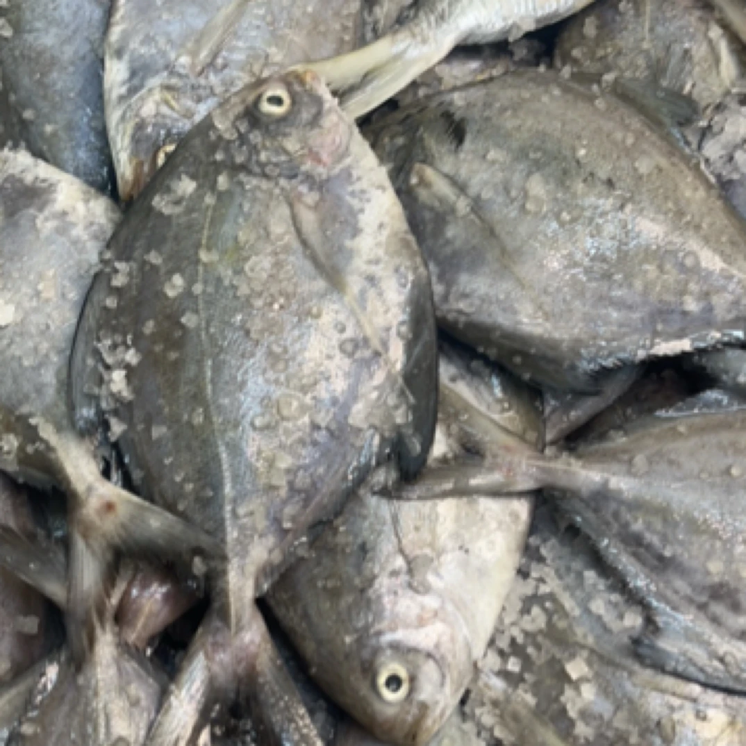 《咸》就船黑鲳，乌鲳，无小刺广东汕尾本港，顺丰冷链包邮