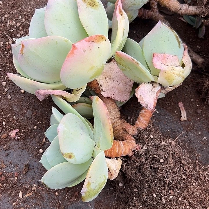 白凤老桩。