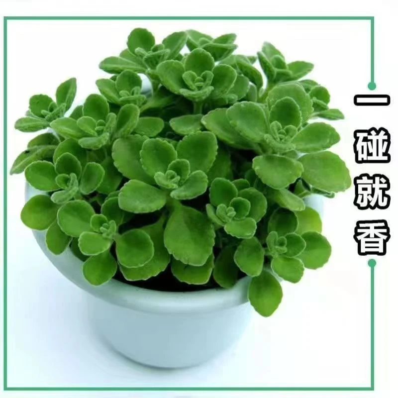 碰碰香香一抹盆栽绿植浓香型可食用办公室客厅多肉植物驱蚊阳台