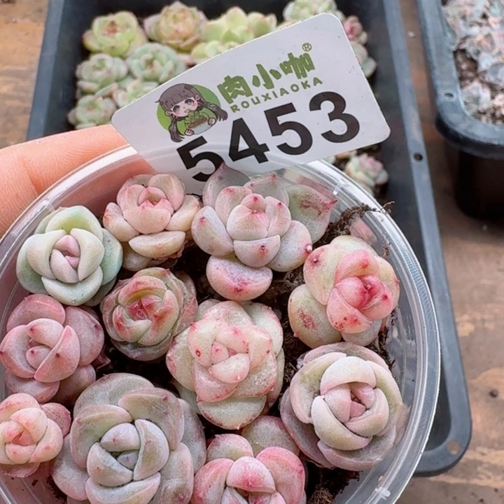 多肉植物多肉植物