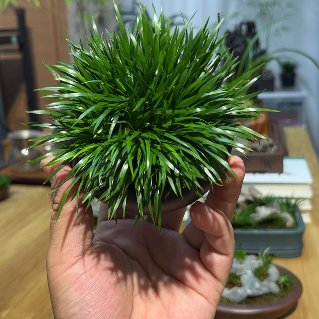 香****拿紫砂花盆➕菖蒲
