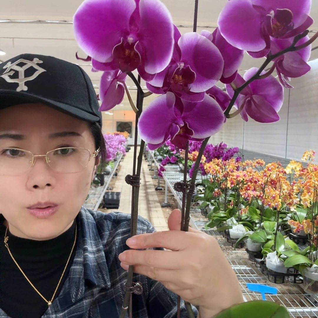 完全开放德班双剑1颗