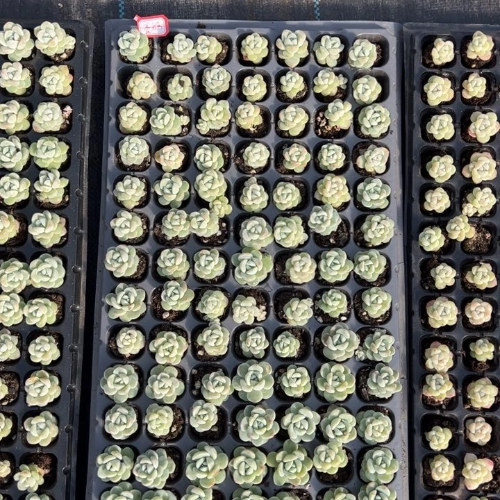 豪妈一物一拍专拍的
