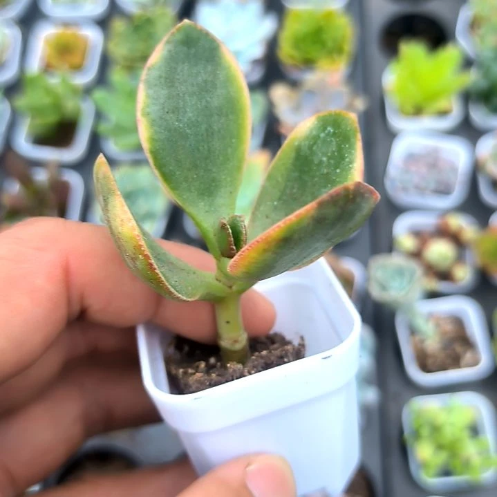 新花月锦，满5元包邮