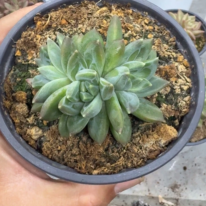 美人杂交 一物一拍