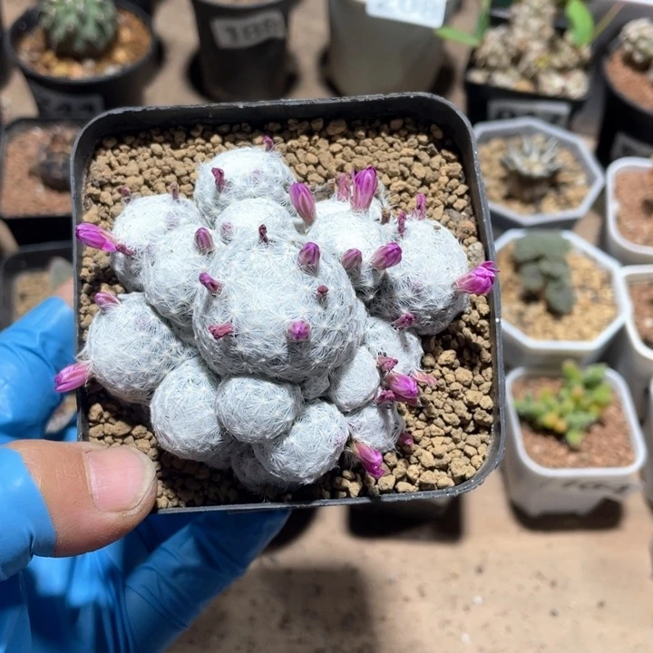 173实生大型姬春心