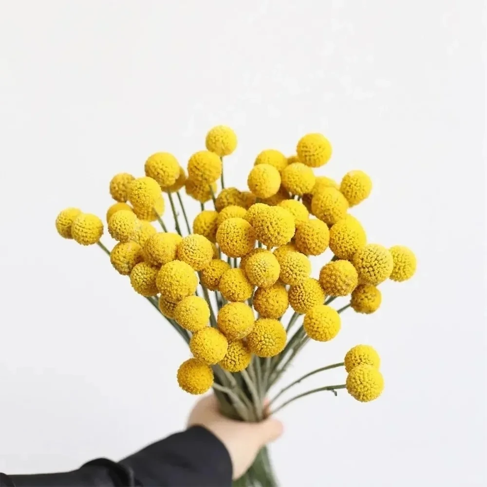 （曼曼）黄金球40支 任意2单包邮