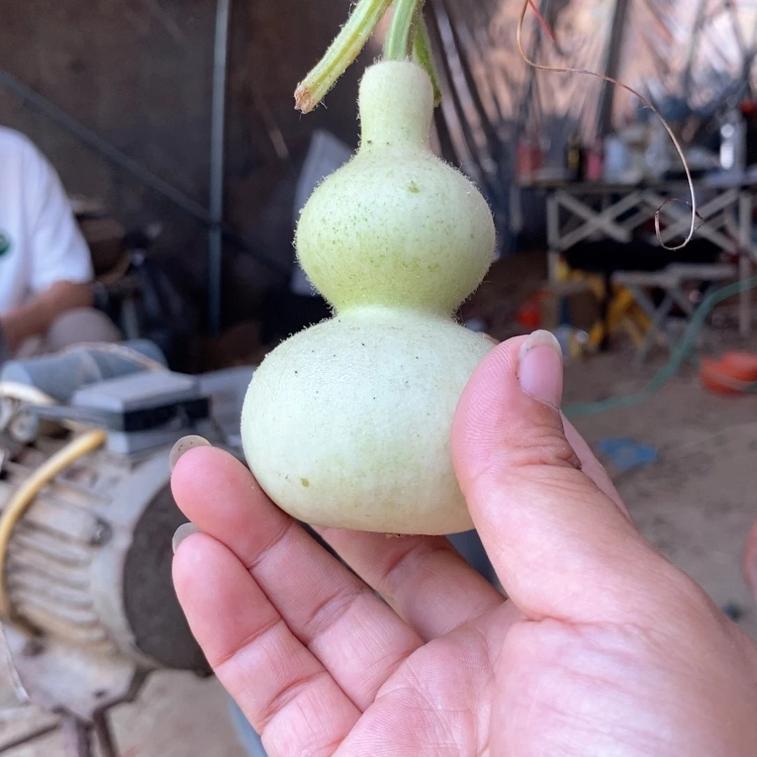 S*m葫芦葫芦葫芦葫芦葫芦