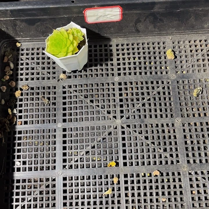 故***羡93号筐带盆土发货