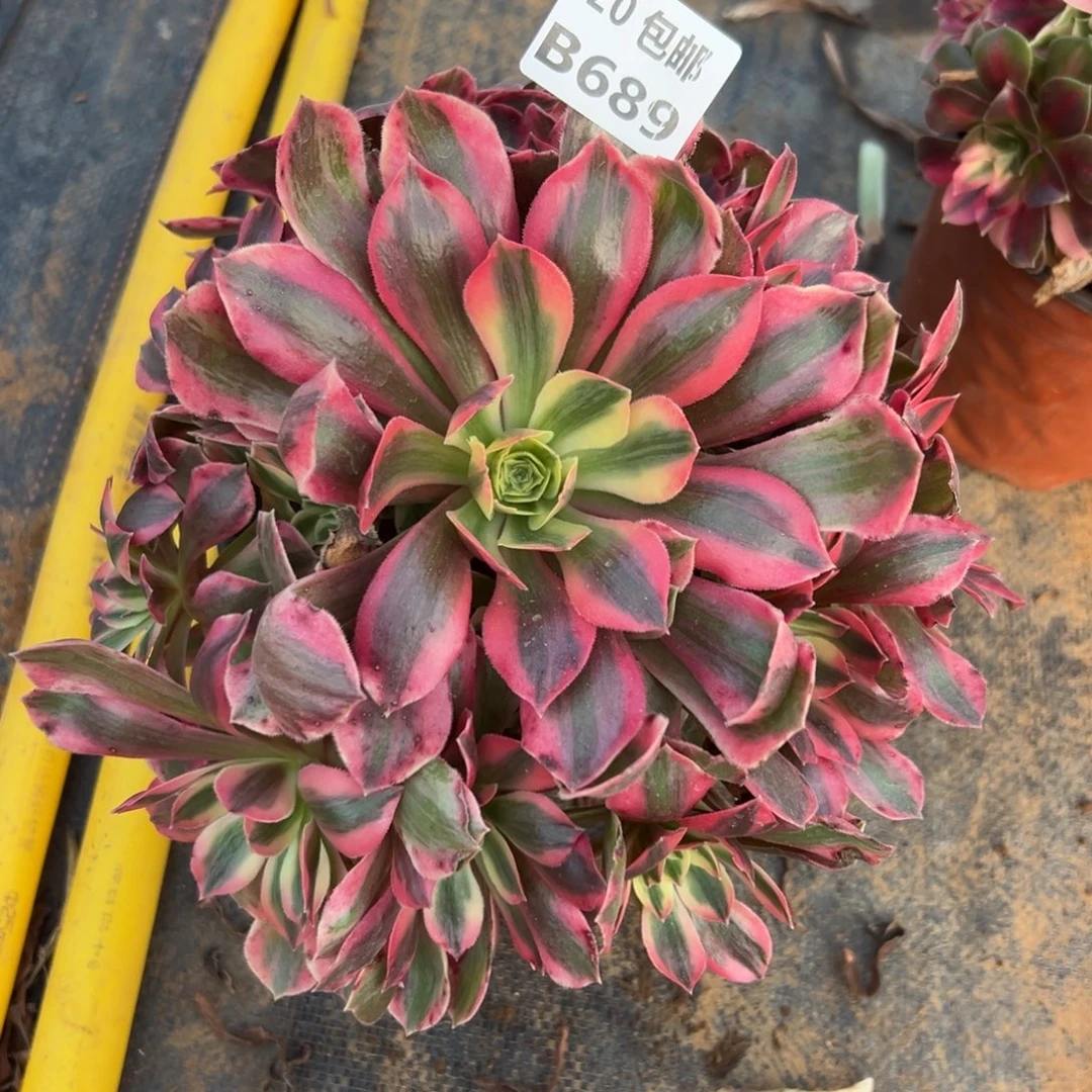 689女妖，满20包邮