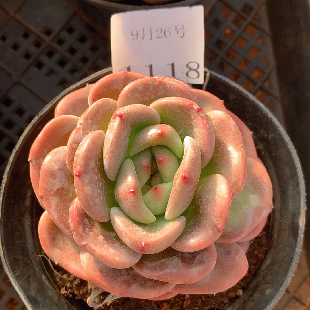 【闪购商品】云1118号Q橙8厘米
