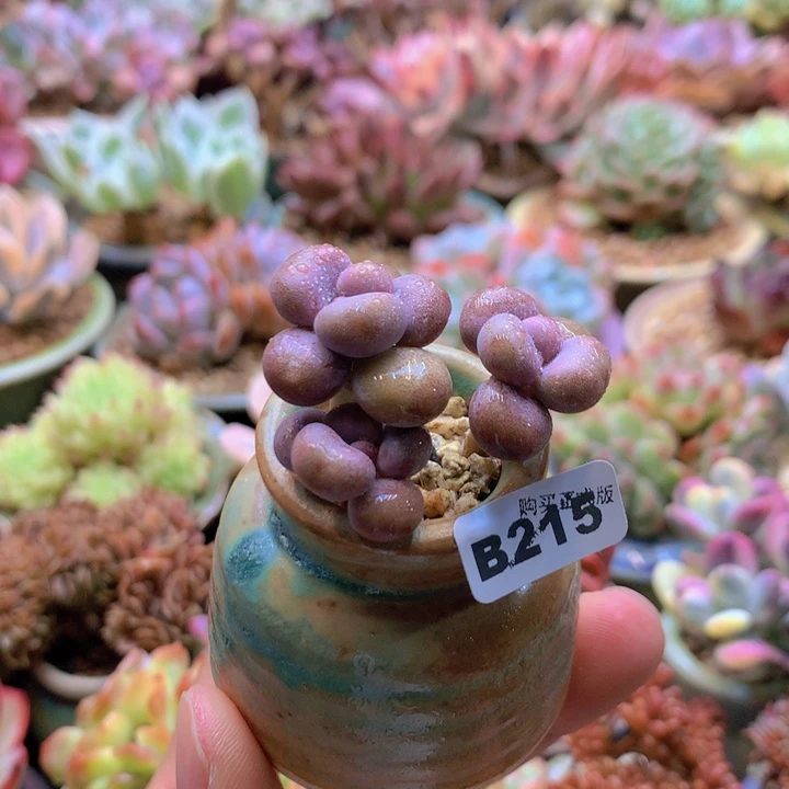 一物一拍含盆土满38包邮B215