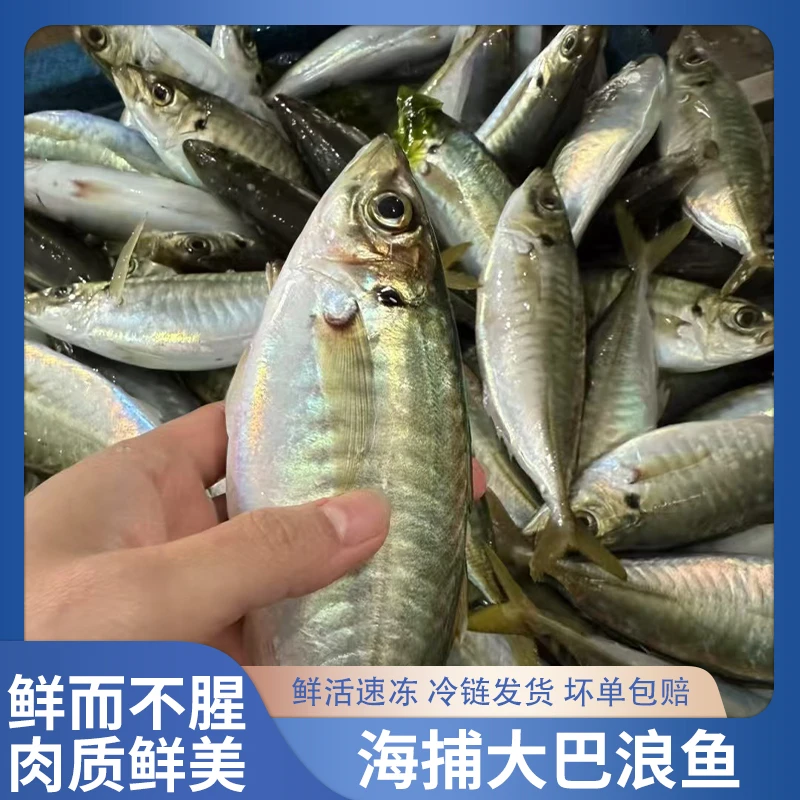 福建巴浪鱼东山岛海鲜土豪巴浪鱼盐焗竹荚鱼鲜冻发货巴浪鱼新鲜