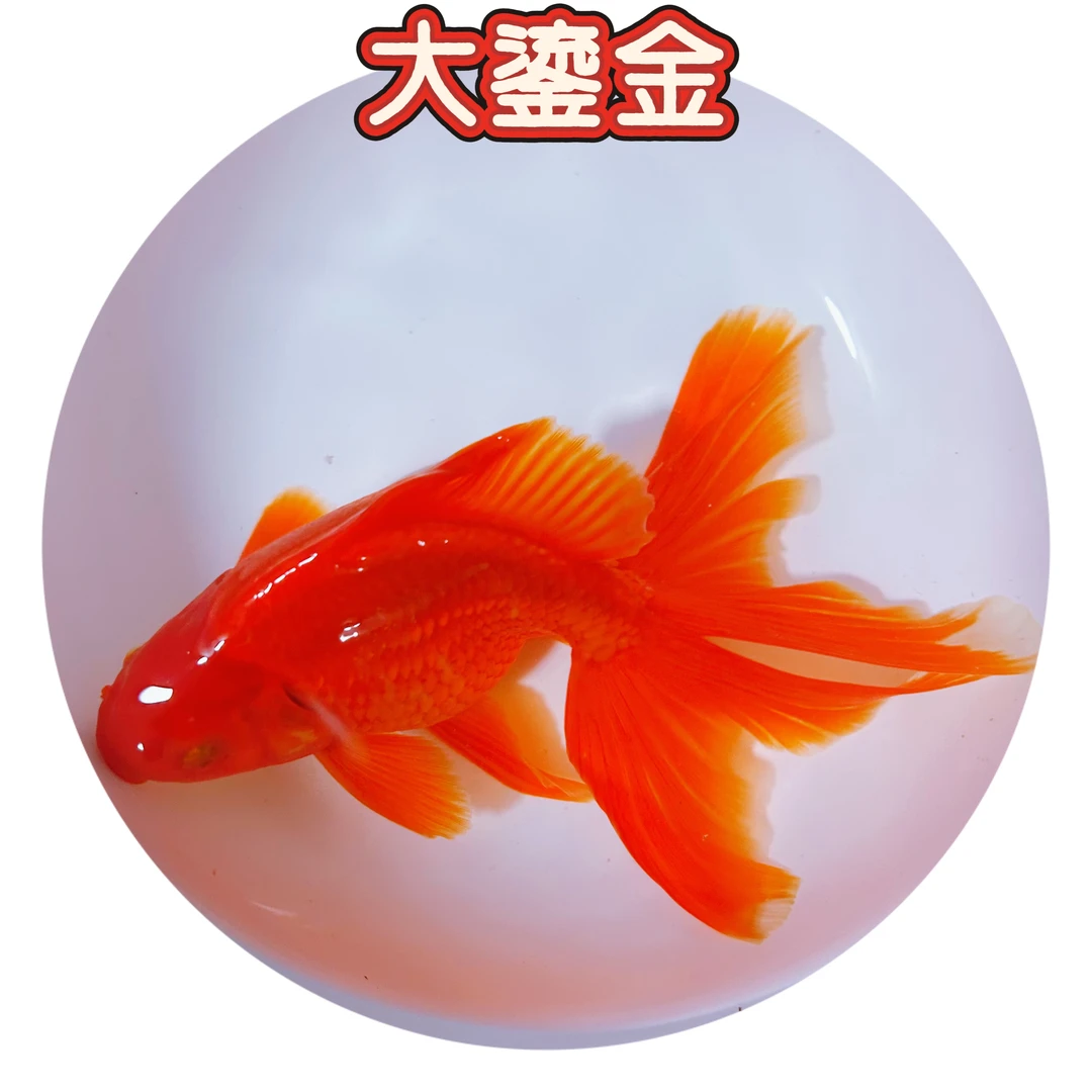 「大鎏金」鸿运当头金鱼活体冷水观赏鱼淡水好养适合新手