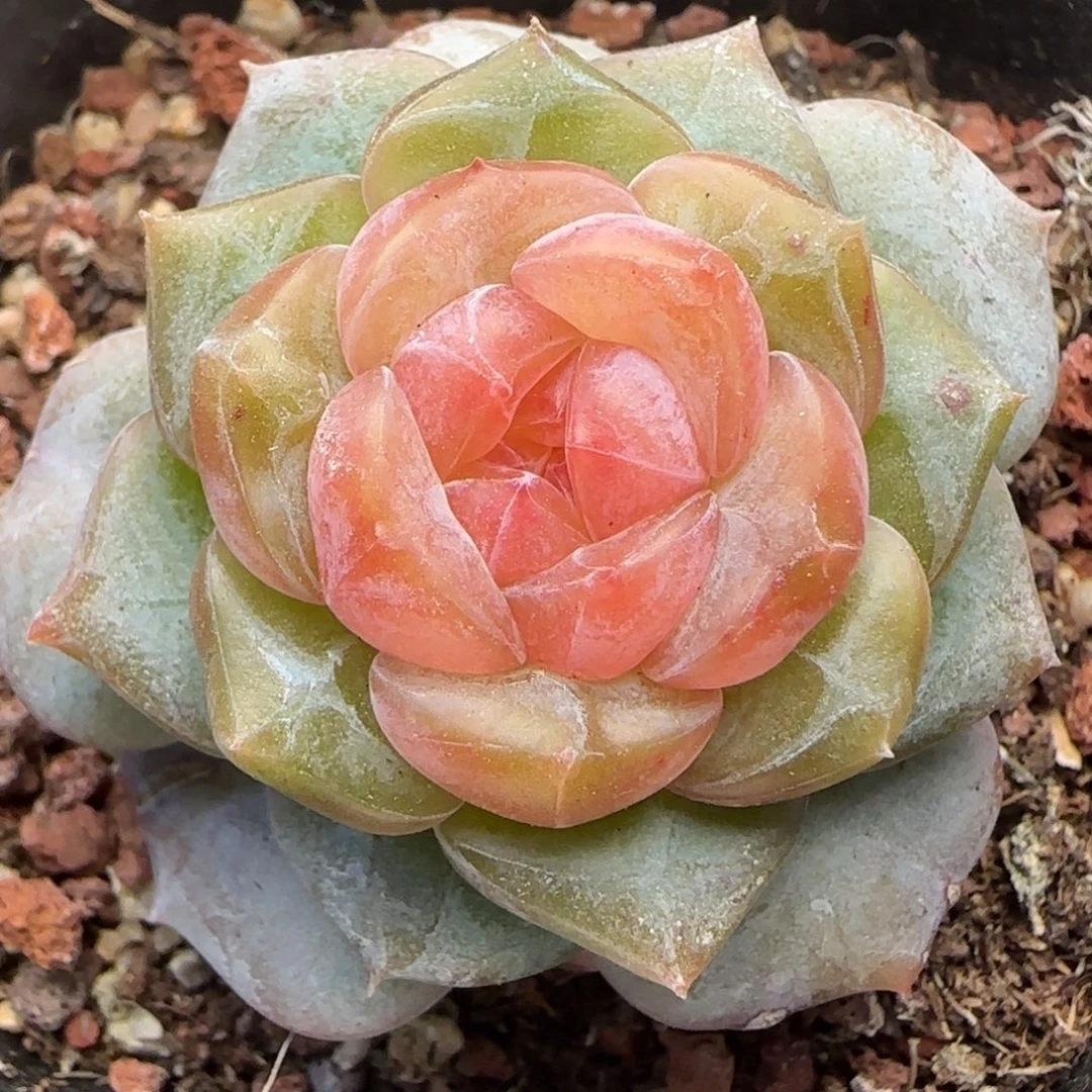 【满29包邮非偏远】351