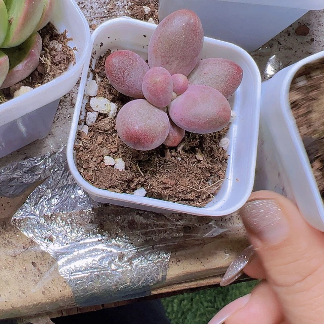 手指美人19包邮多肉