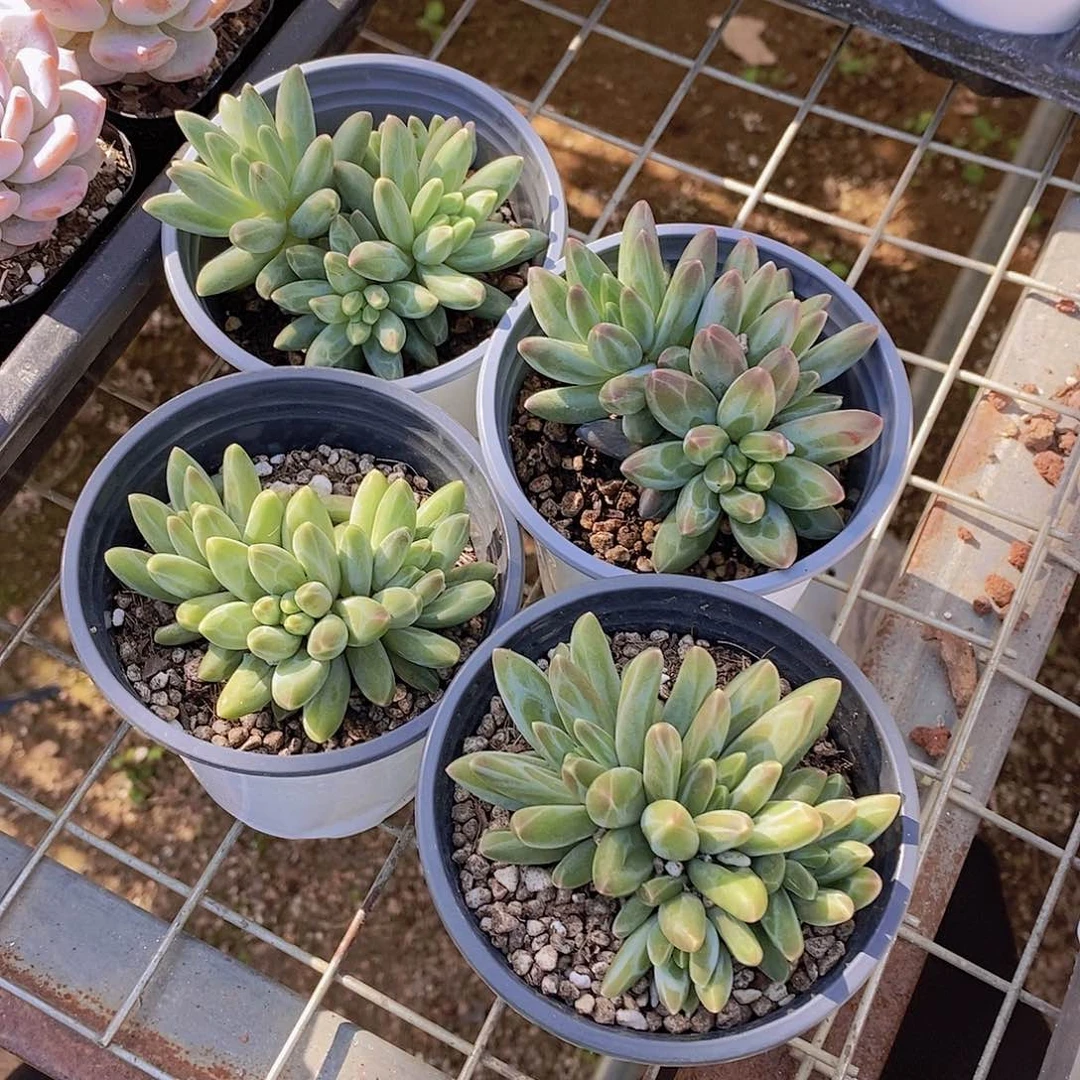 0728-伊卡鲁斯群福利一颗量拍