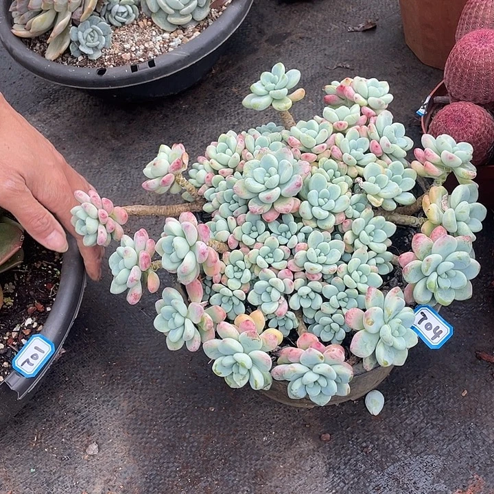 704劳尔 一物一拍多肉