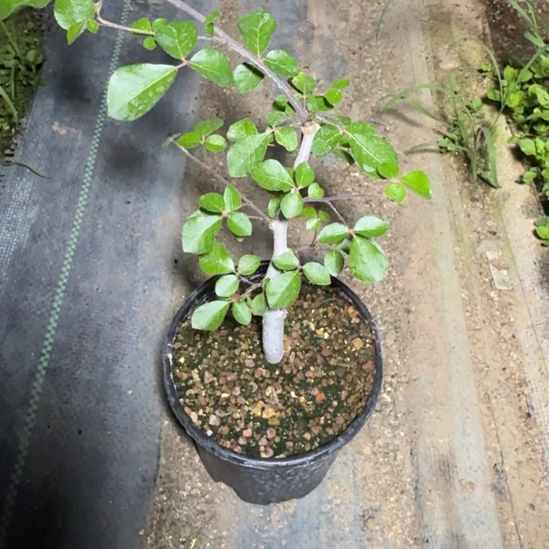 给****林奥比克橄榄一物一拍多肉植物