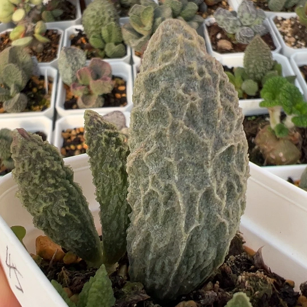 苍龙大苗多肉植物水泡