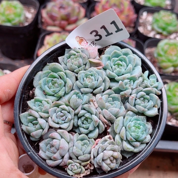 多肉植物多肉植物