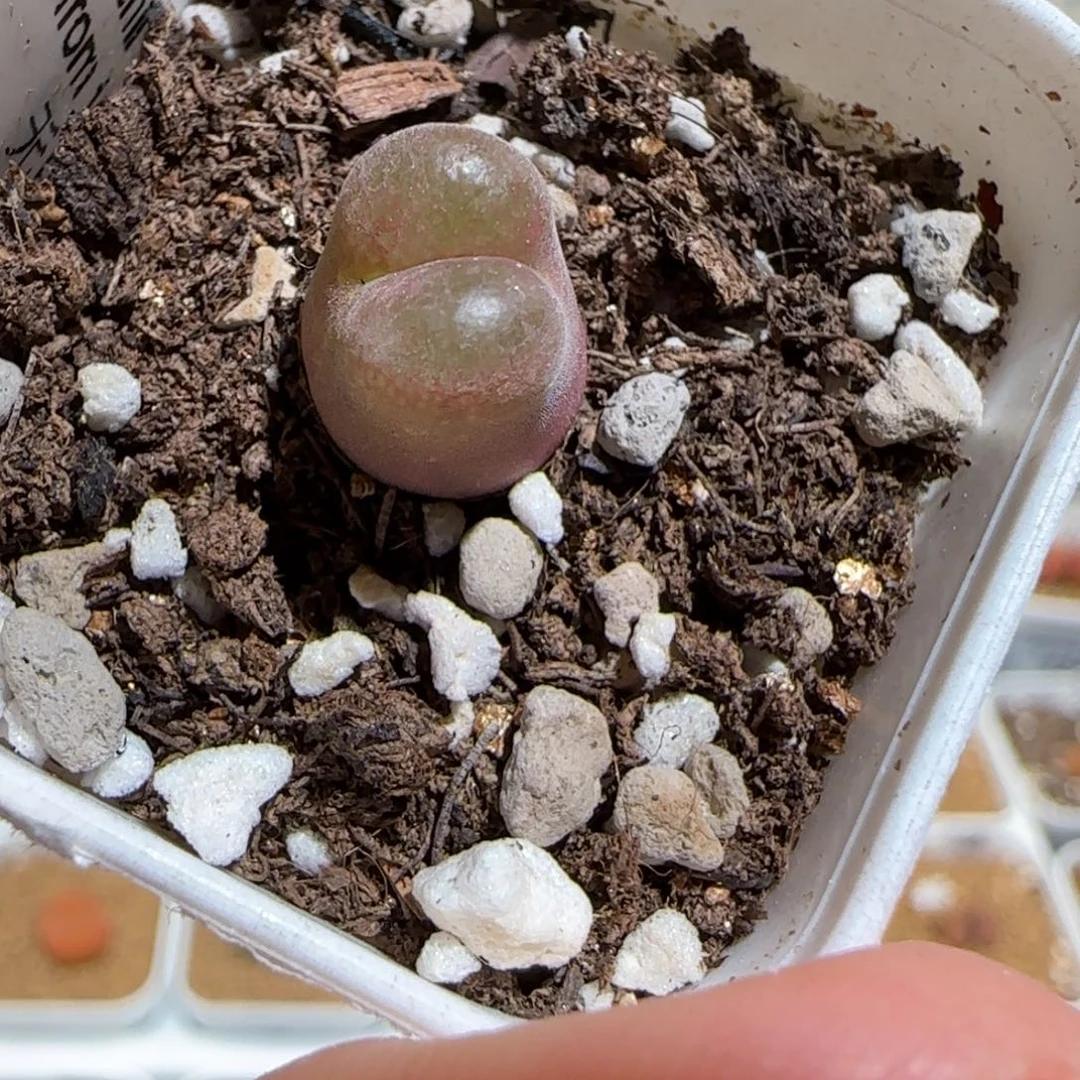 肉锥多肉植物组合-6km风铃992