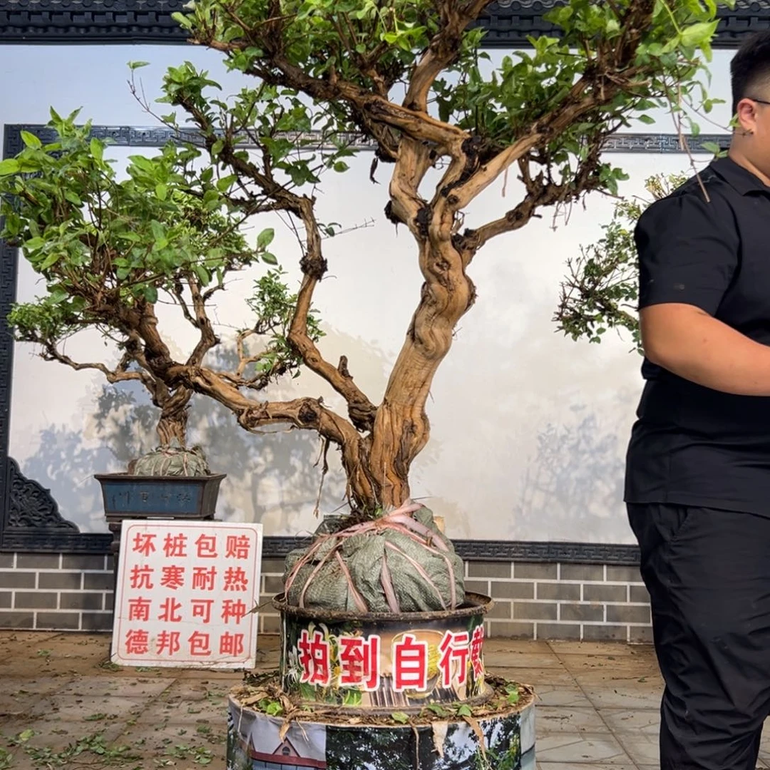 （***）完全开放金银花88888