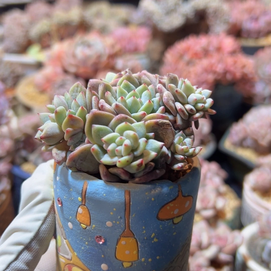 新年快乐 新年快乐