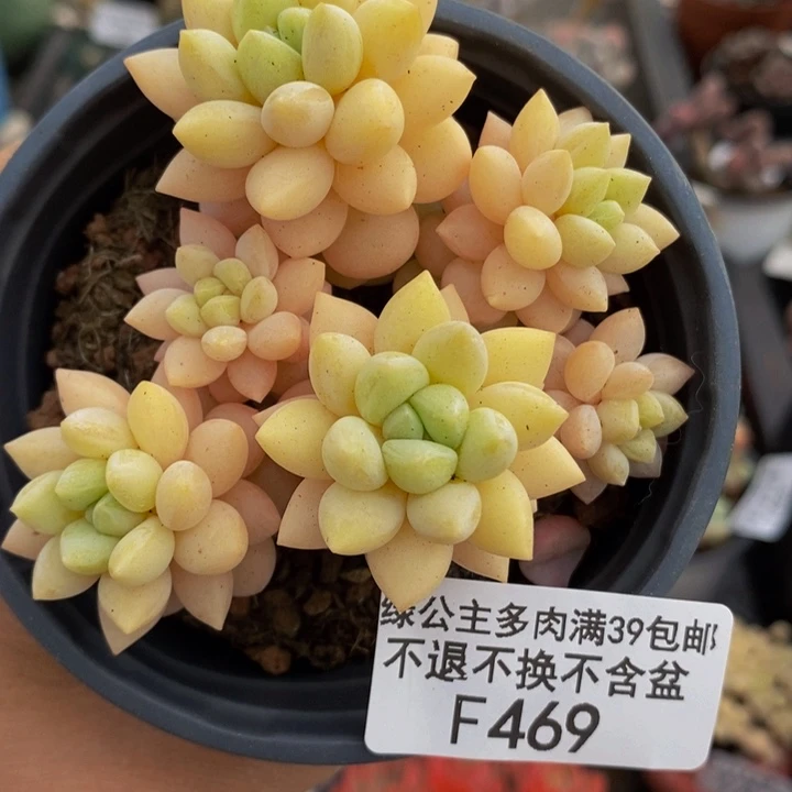 泡泡糖6cm469多肉植物
