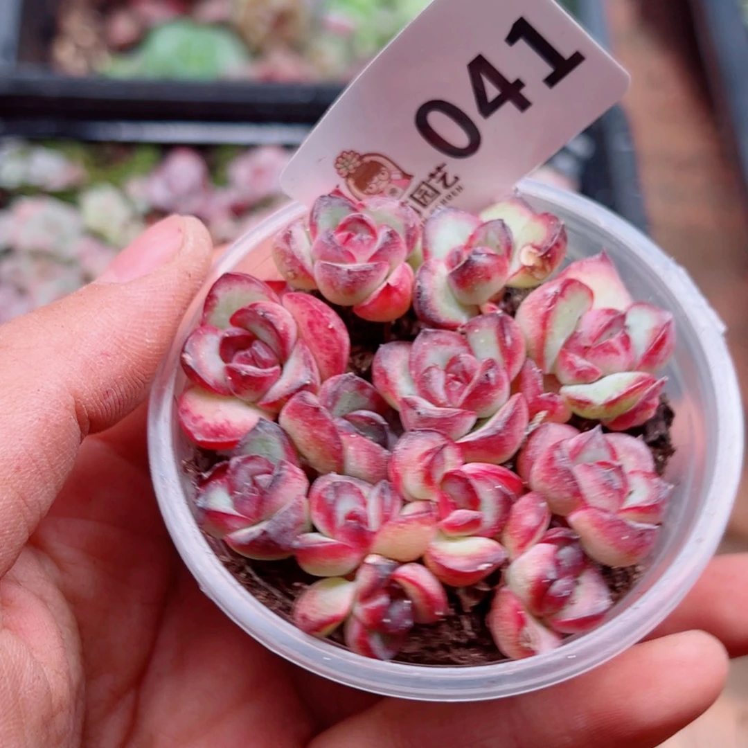 多肉植物多肉植物