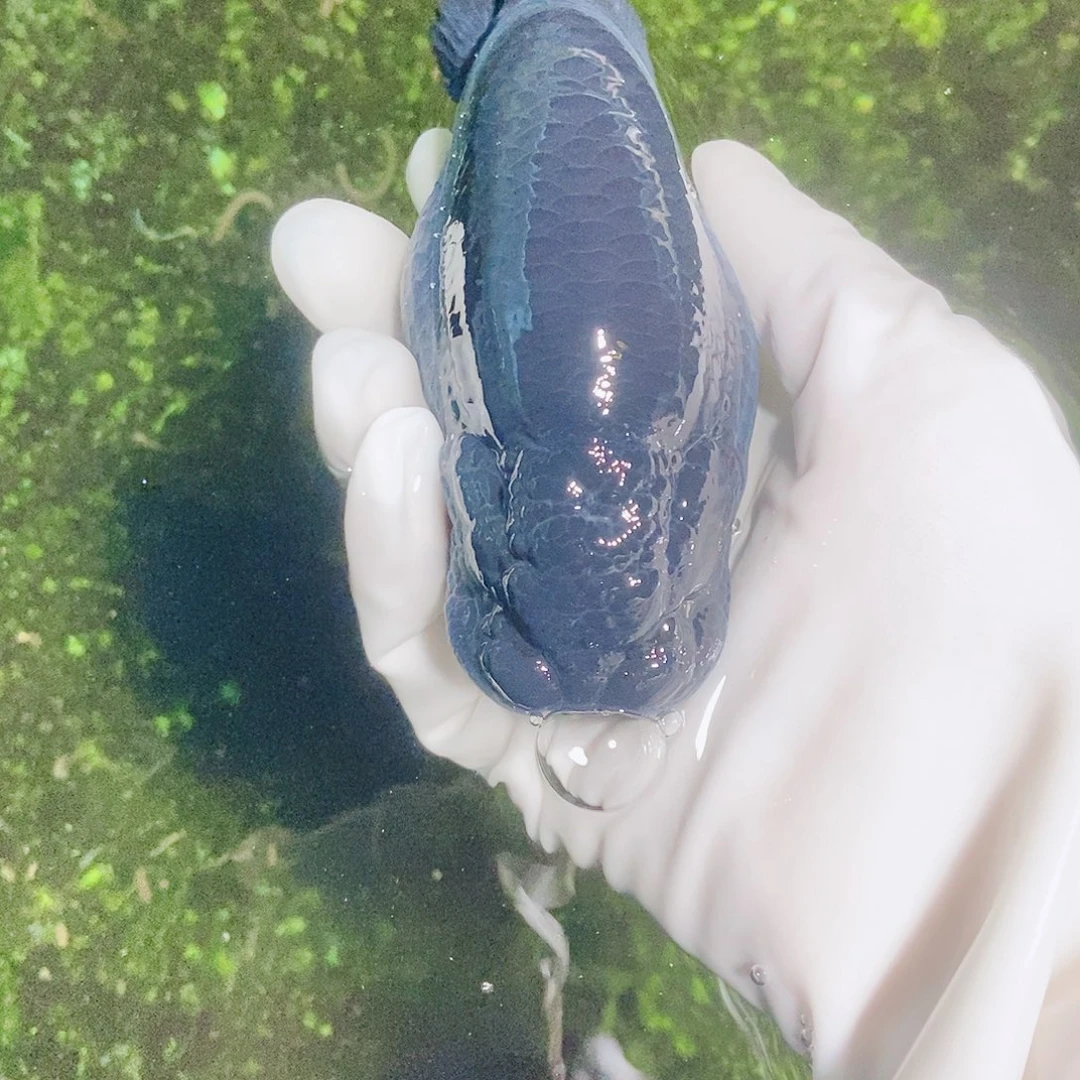 海水鱼梵****、11111111111