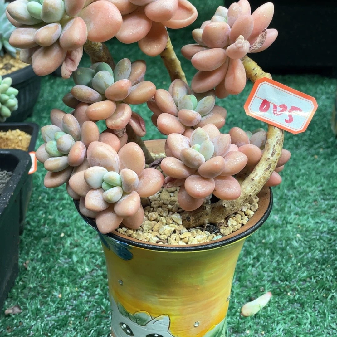 005 一物一拍28包邮非偏远