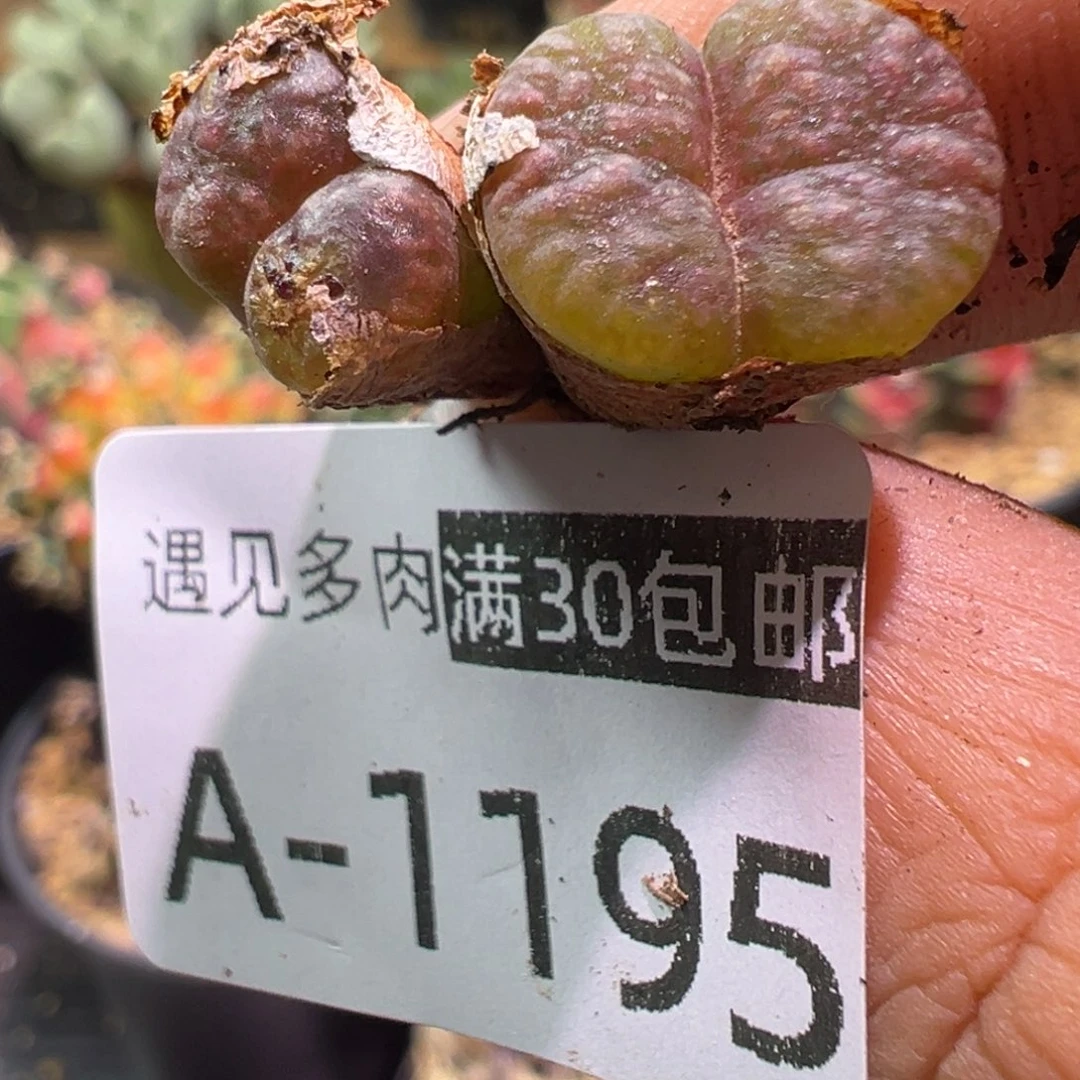 多肉植物11111111111