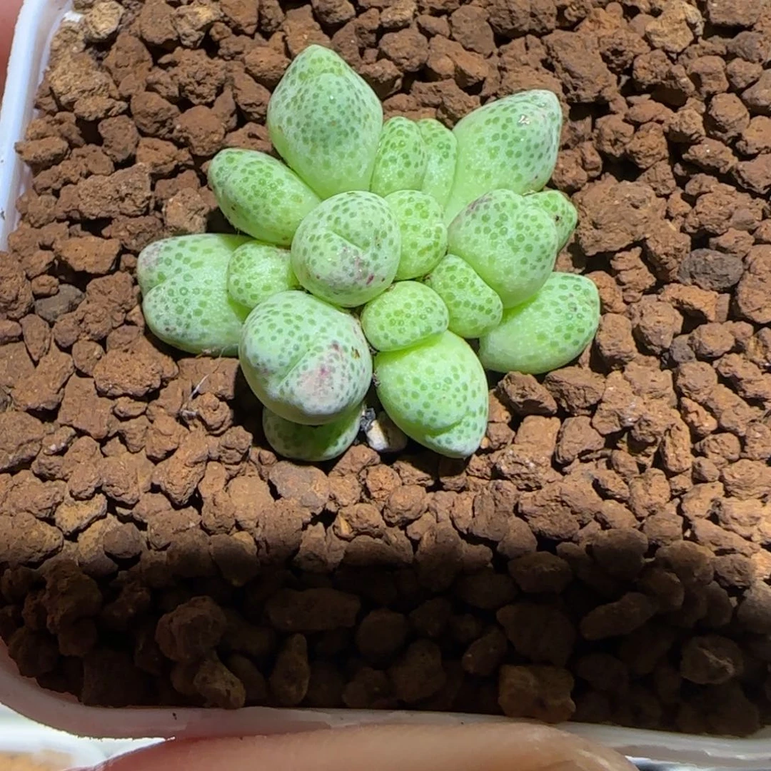 肉锥多肉植物组合-草莓斑马981