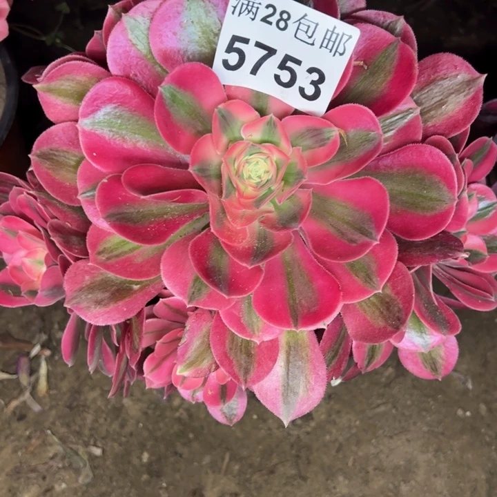 5753女巫多肉植物