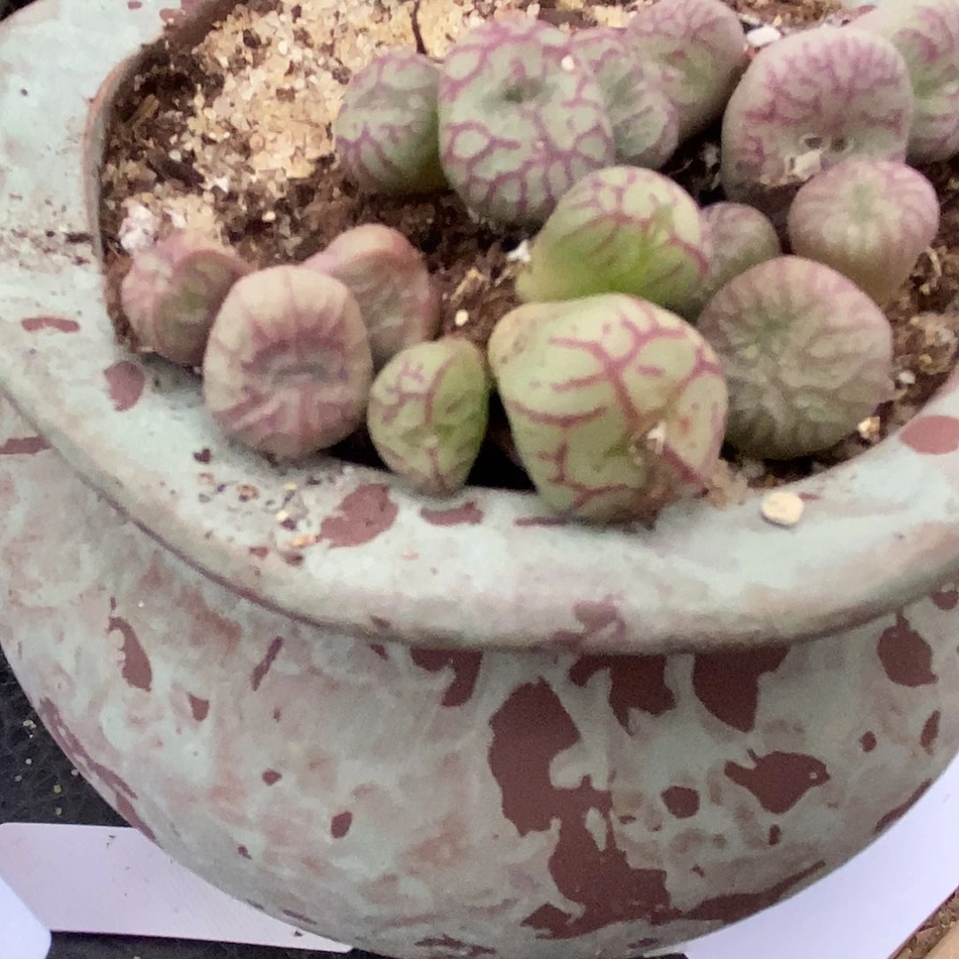 424三头送奶工杂铅笔画一颗