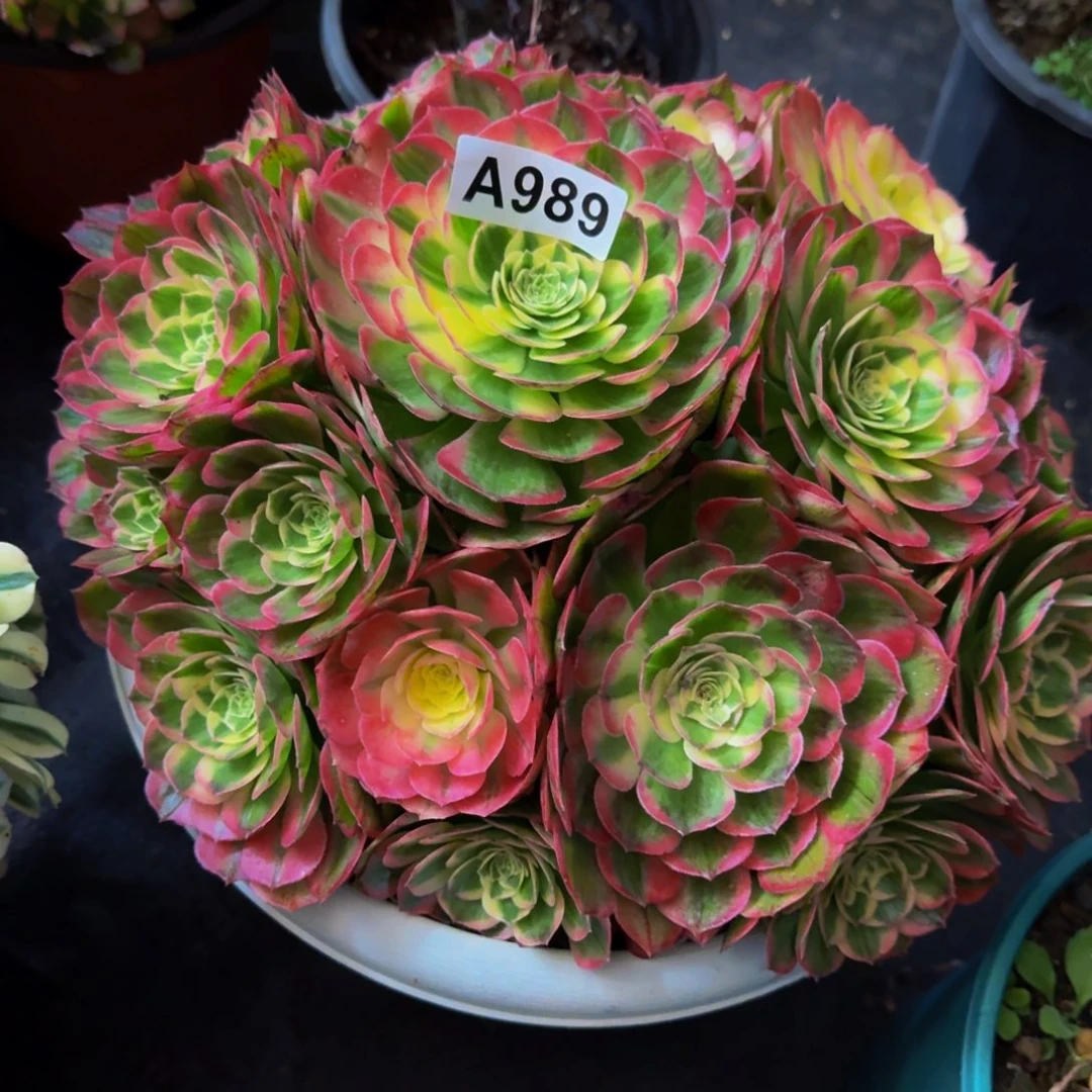898多肉植物法师号