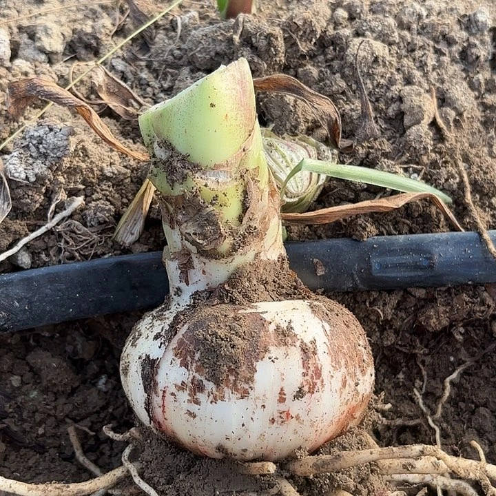 花瓶八➕籽播苗开花不售后