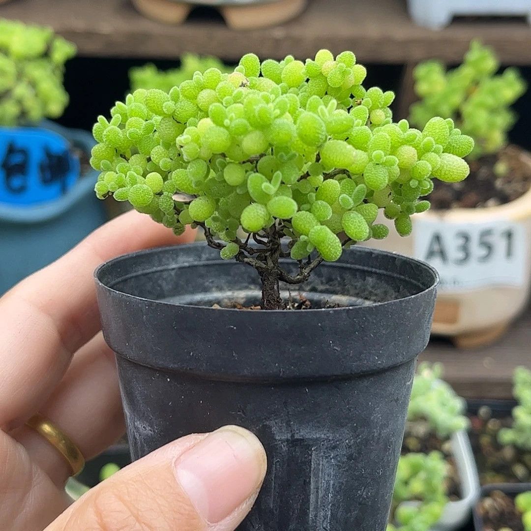 27蜜桔糖球优选枝干番杏