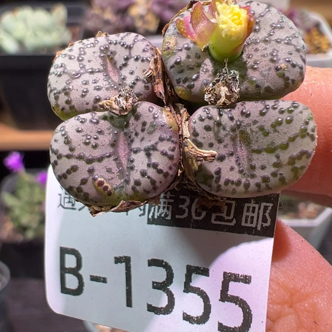 多肉植物1111111111111