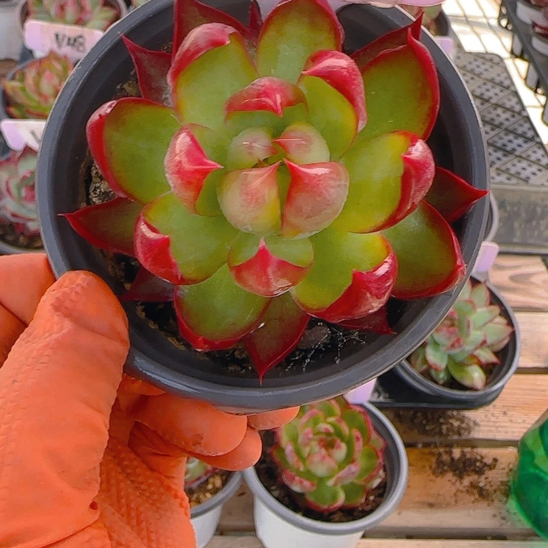 童*V35 惊鸿仙子多肉植物