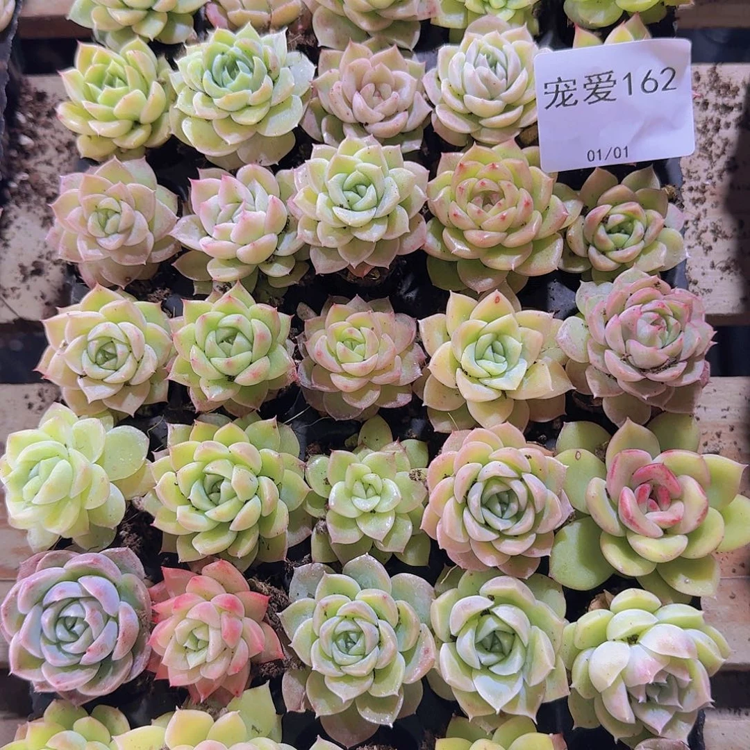 直播福利一物一拍162