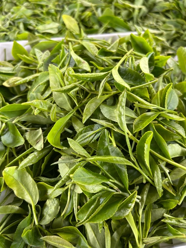 ［麦黄茶］2025年日照绿茶露天茶春茶浓香板栗香