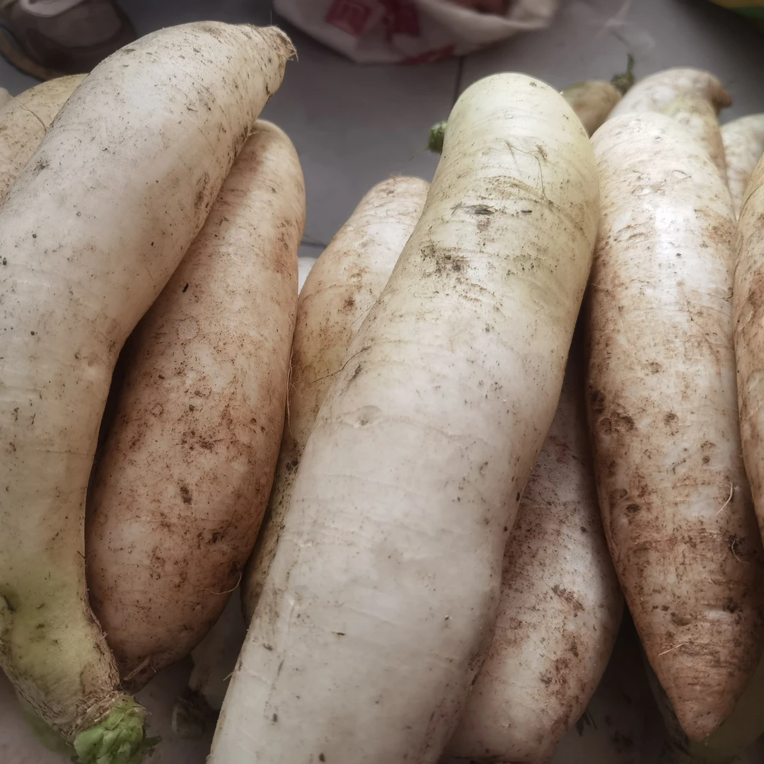【助农公益】小沙江自种新鲜农家清甜营养白萝卜黄泥露天种植