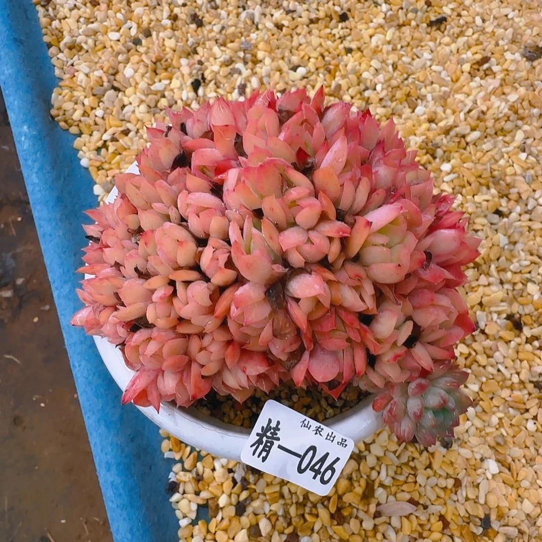 琦罗，046，仙农出品多肉