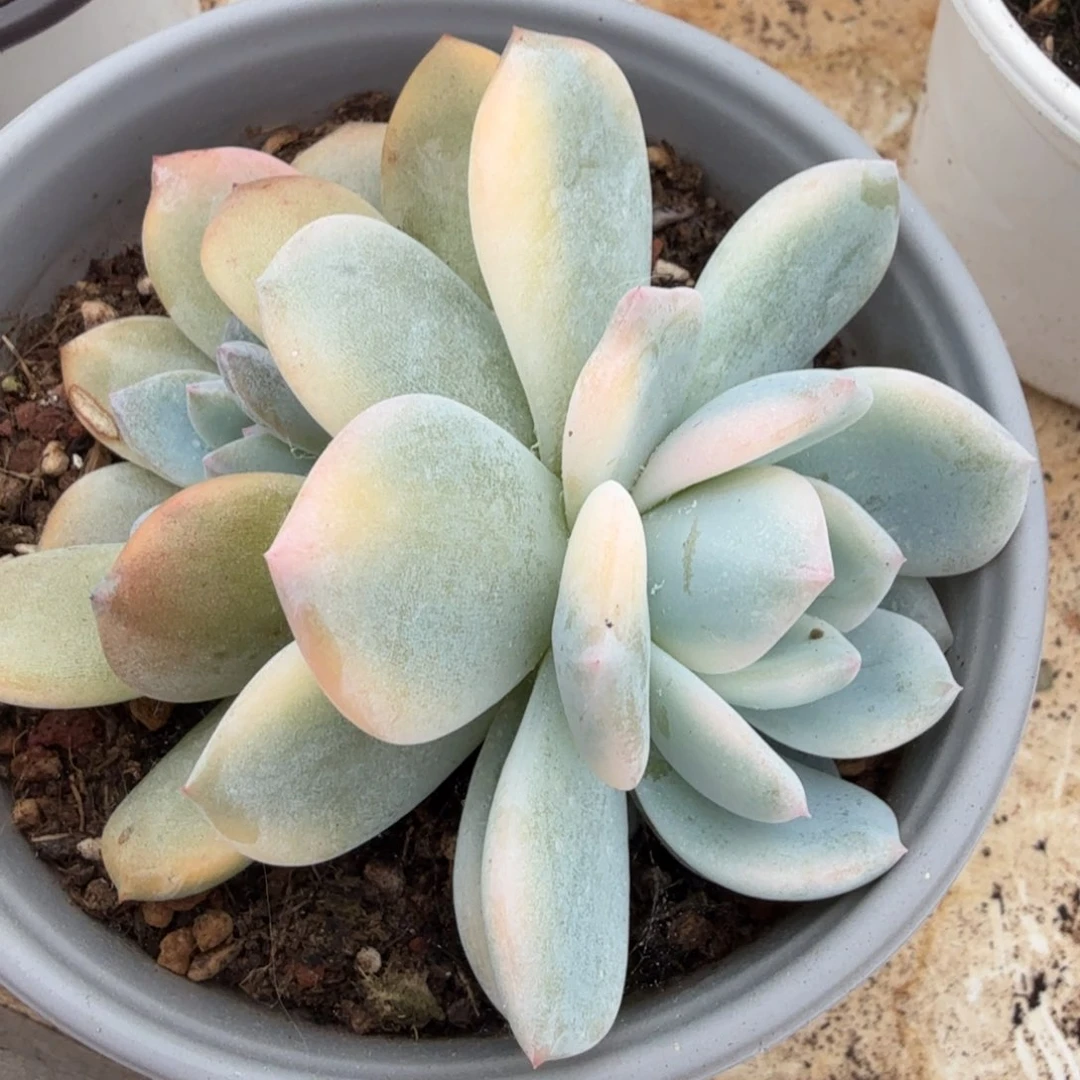 一颗多肉锦多肉锦