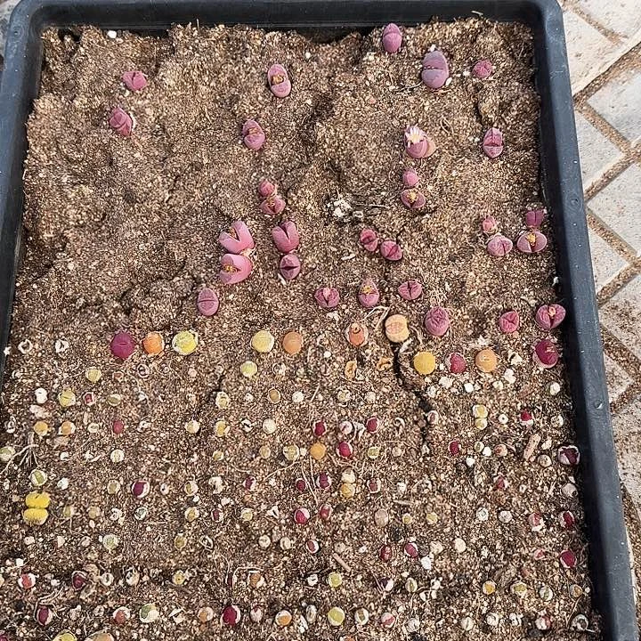 生石花1111。    118