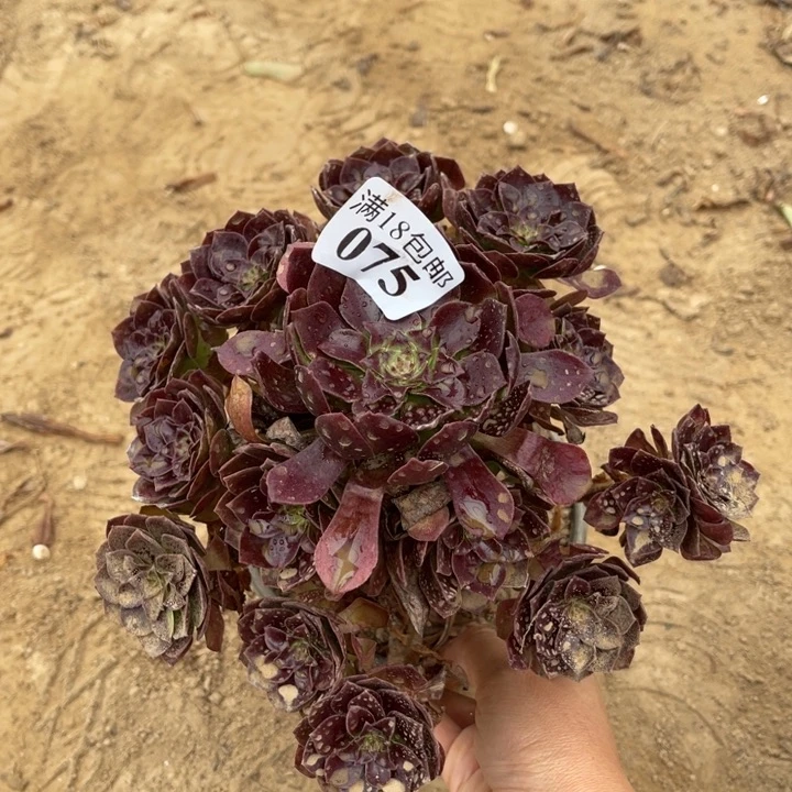 075黑魔手捧1号棚